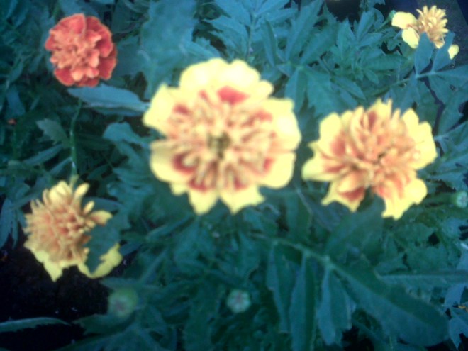 Lakeville-20130720-00529